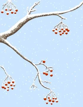Rowanberries under snow Stock Illustration