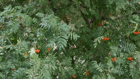 Rowanberry 2 Video stock 93835343