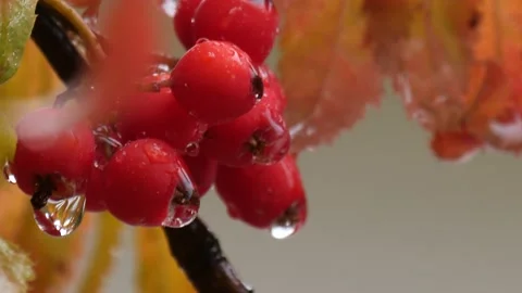 Rowanberry and warterdrop Stock Footage 170852328