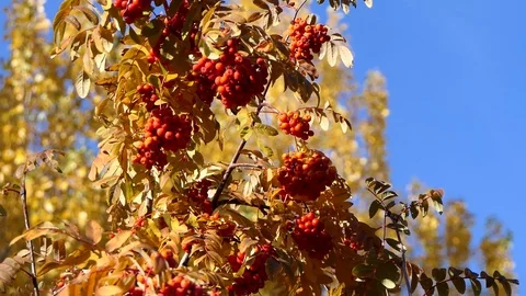 Rowanberry in autumn Video stock 86630814