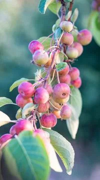Rowanberry bird berry on a branch Stock Photos