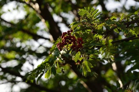 Rowanberry cluster on tree Stock Photos