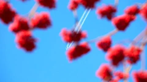 Rowanberry. Stock Footage