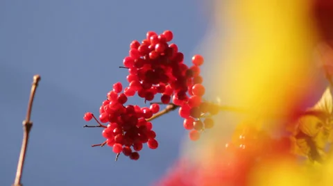 Rowanberry Stock Footage 33195626