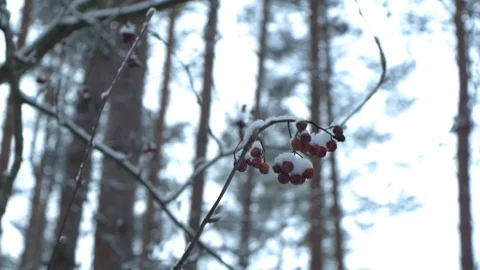 Rowanberry Stock Footage 122505350