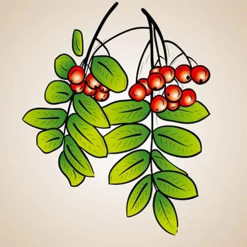 Rowanberry Stock Illustration