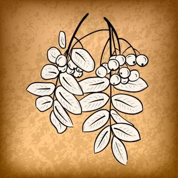 Rowanberry Illustrazione stock