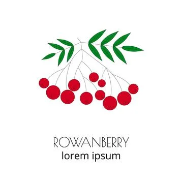Rowanberry linear icon. Stock Illustration