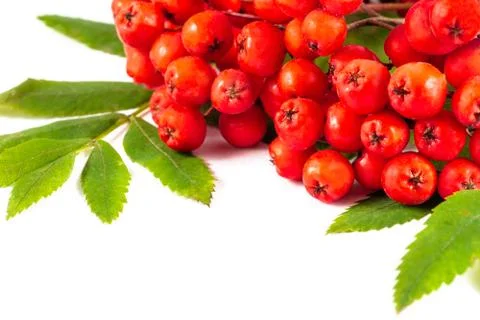 Rowanberry Stock Photos