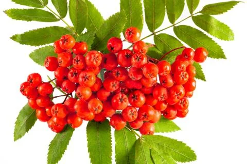 Rowanberry Stock Photos