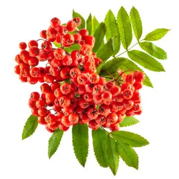 Rowanberry Stock Photos