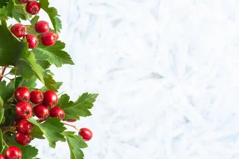 Rowanberry Stock Photos