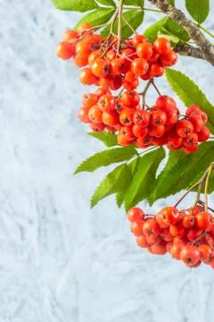 Rowanberry Stock Photos