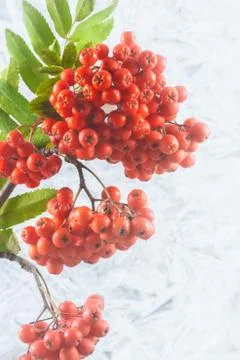 Rowanberry Stock Photos