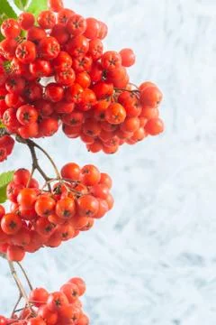 Rowanberry Stock Photos