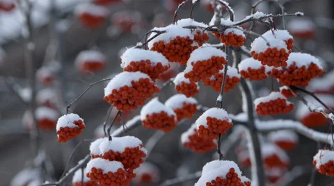 Rowanberry in the snow Stock Footage 61213282