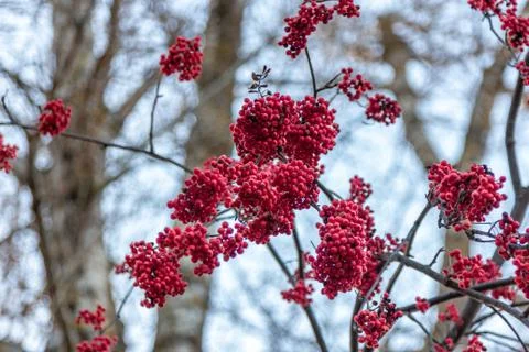 Rowanberry tree Stock Photos