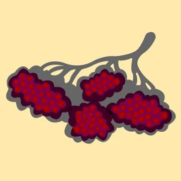 Rowanberry. Vector EPS 10. Stock Illustration