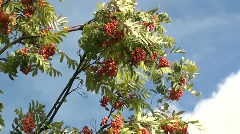 Rowanberry on wind Stock Footage 10899919