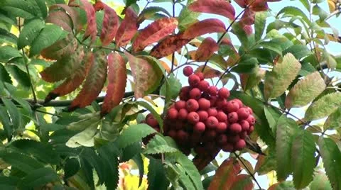 Rowanberry on wind Stock Footage 10899939