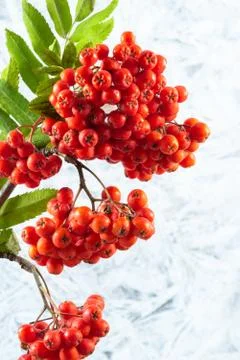Rowanberry winter background Stock Photos
