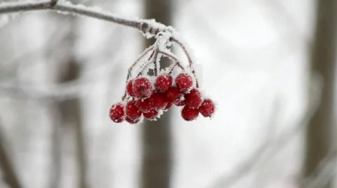 Rowanberry in winter Stock Footage 591425