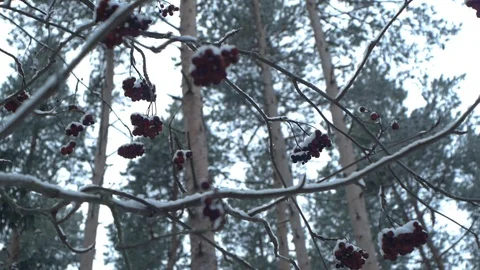 Rowanberry in a woods Stock Footage 122505295