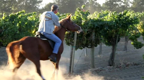 Rowdy Horse Stock Footage 846525