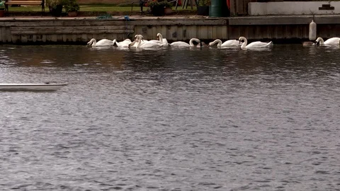 Rowers pass swans on the river Stock Footage 118178158