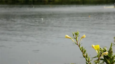 Rowers in training athletes Stock Footage 21829688