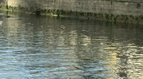 Rowers training in small canal Stock Footage 36176370