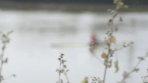 Rowing boat on river with plants in foreground.Rowing training. Stock Footage 75061409