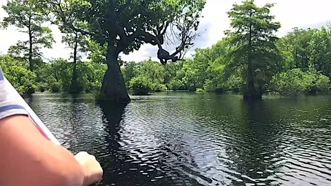 Rowing in a Canoe looking at a Cypress Tree in the middle of the Swamp Stock Footage 203208982