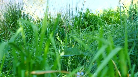 Rowing on the lake in a beautiful park Video stock 80306102