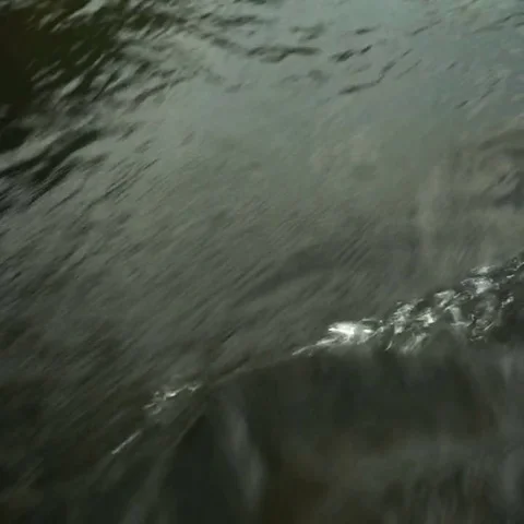 Rowing a paddle in the calm water of the river Video stock 69481079