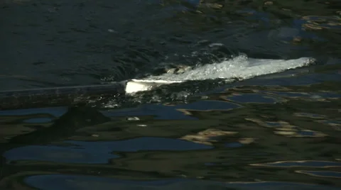 Rowing paddle in water  Stock Footage 36176358
