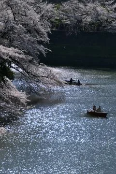 Rowing people on river under jerry trees during jerry blossom, Tokyo, Japan Stock Photos