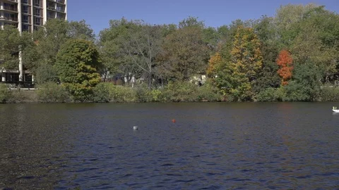Rowing on the river Stock Footage 127732840
