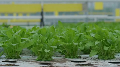 Rowing spinach hydroponically in a greenhouse. Video stock 151392705