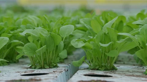 Rowing spinach hydroponically in a greenhouse. Video stock 151392757