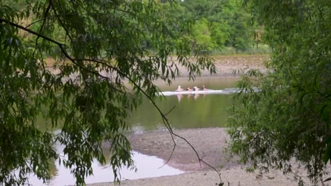 Rowing Team Navigates Calm River Amidst Lush Greenery Stock Footage 336462547