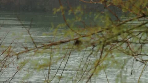 Rowing team racing along river Stock Footage 19777398