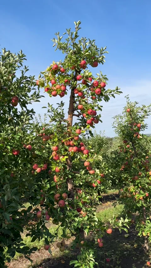 Rows of abundant apple trees, each adorned with countless ruby-red fruits Stock Footage 317175496
