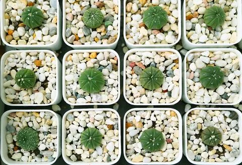 Rows of Adorable Tiny Potted Sand Dollar Cactus Plants or Astrophytum Asterias Stock Photos