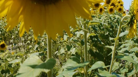 Rows and rows of sunflowers revealed Stock Footage 99117799