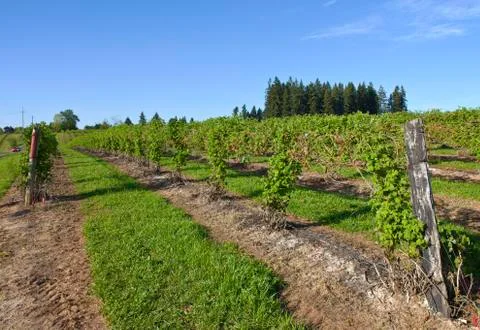 Rows and vines of raspberry field. Stock Photos
