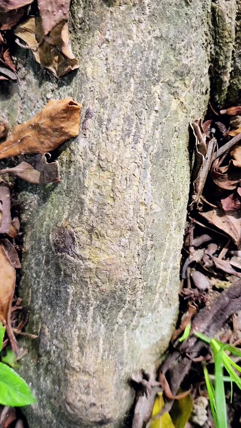 Rows of ants looking for food during the day Stock Footage 297653756