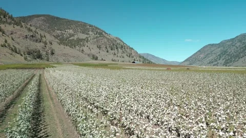 Rows of Apple Blossoms Stock Footage 333547388