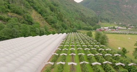 Rows of apple orchard and plastic tunnels on farm, Laerdal valley, Norway; Stock Footage 205599726