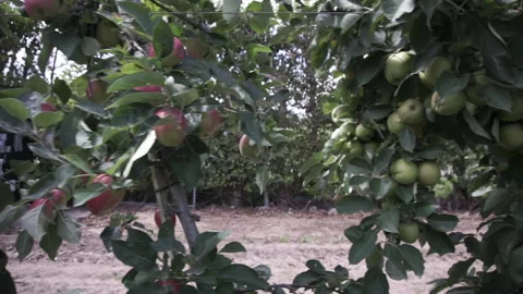 Rows of apple trees on an apple farm. Motion through the rowes apples close-up 库存影片 139444465